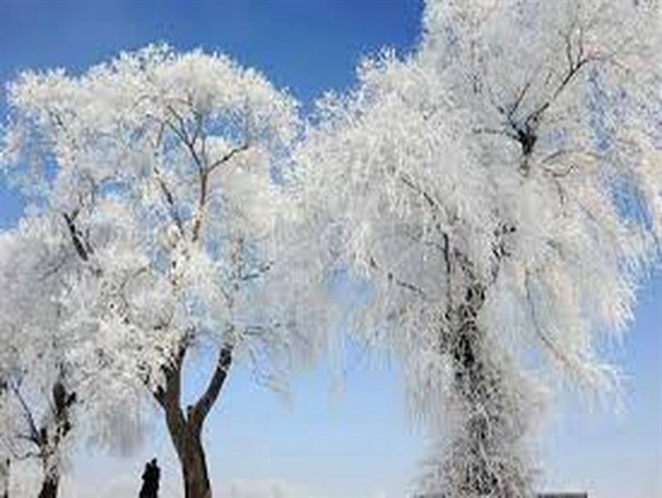 درختان زیبای برفی + تصاویر