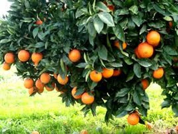 برداشت بیش از 12/5 تن مرکبات در هکتار از ارزوئیه
