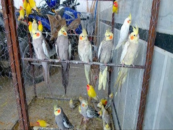 قاچاق پرندگان خیانتی است نابخشودنی/ از اسارت به جرم زیبایی تا انتقال انواع بیماری های دامی به کشور