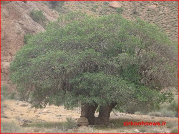 ثبت درخت بنه کهنسال چلونک زیرکوه در فهرست میراث طبیعی ملی