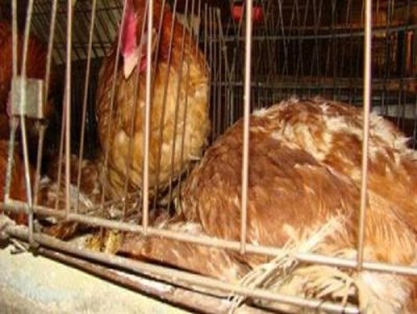 برخورد دامپزشکی دیر با فروشندگان مرغ زنده