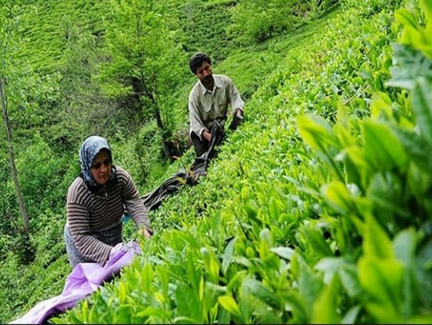 چای گیلان هم به سرنوشت صنعت ابریشم دچار می شود؟/ حذف خرید تضمینی برگ سبز چای در سال «حمایت از کالای ایرانی» با چه منطقی صورت گرفت!