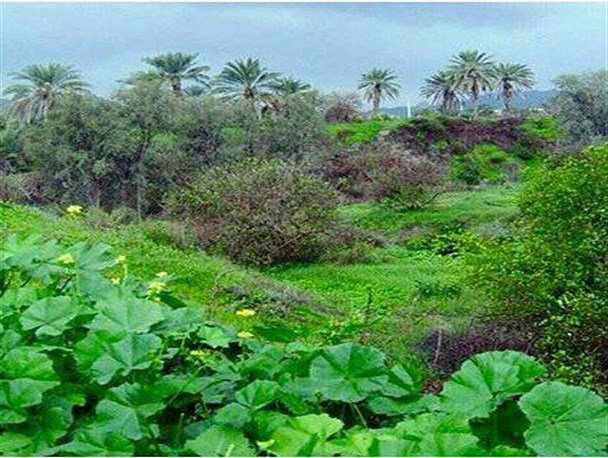 بهار در زمستان منوجان/تصاویر