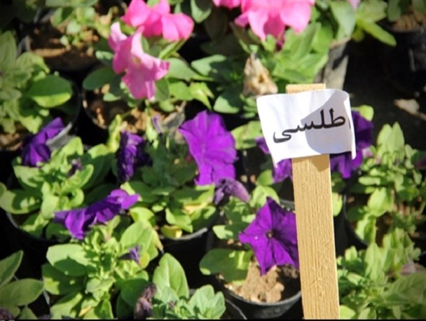برازجان میزبان بزرگترین نمایشگاه گل و گیاه جنوب کشور