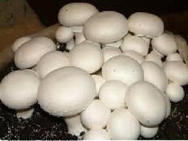 ناهماهنگی سالن‌داران عامل کاهش سودآوری پرورش قارچ