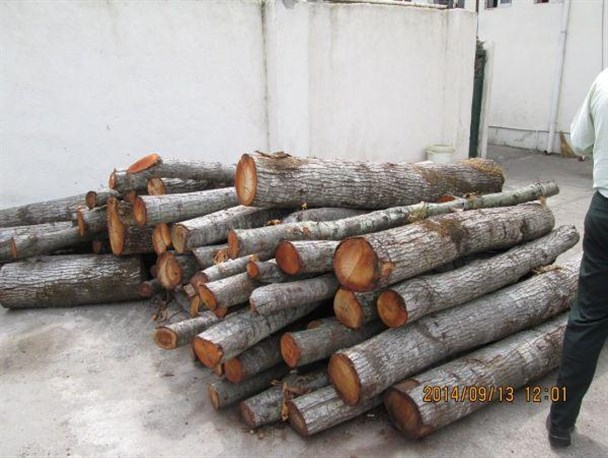 کشف بیش از 2 تن چوب قاچاق در لنگرود