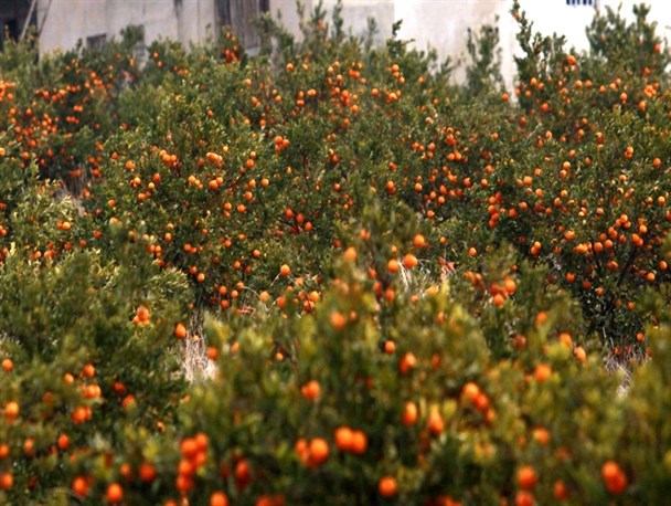 مرغوب ترین نارنگی جهان در معرض نابودی/ باغداران هرمزگانی رغبتی به تولید ندارند