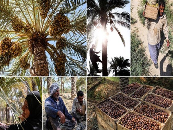 نبود صنایع تبدیلی خرما و سود کلانی که تجار پاکستانی به جیب می‌زنند