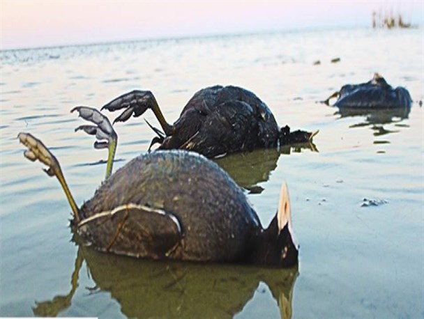 مرجع نهایی اعلام علت مرگ پرندگان مهاجر در میانکاله دامپزشکی است/اظهارنظرهای کارشناسان قابل استناد نیست