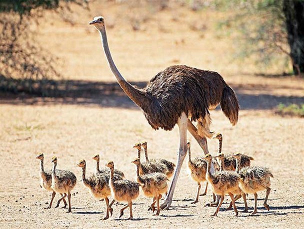 یزدی ها خیالشان از بابت گوشت شترمرغ راحت باشد/کشتارشترمرغ در تمام کشتارگاه های یزد