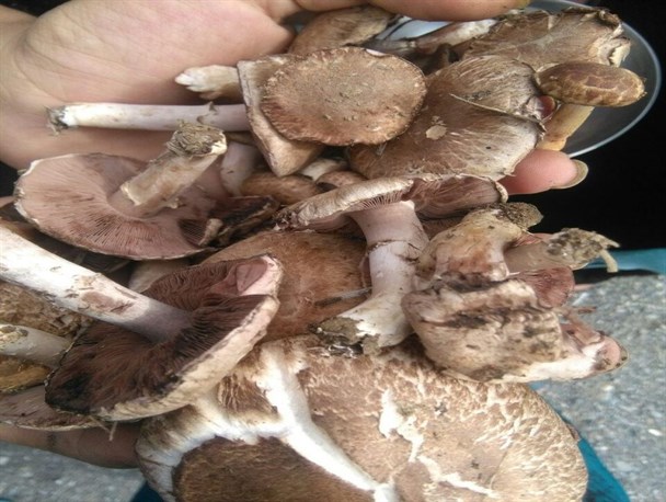 رویش قارچ خوراکی در طبیعت منوجان/تصاویر