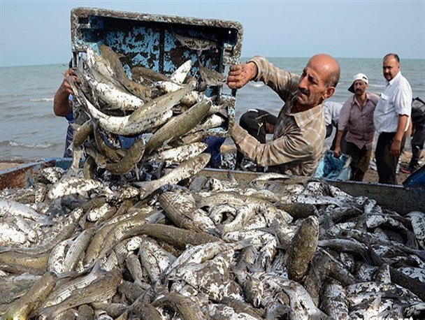 صید بیش از 1500 تن ماهی استخوانی در دریای مازندران