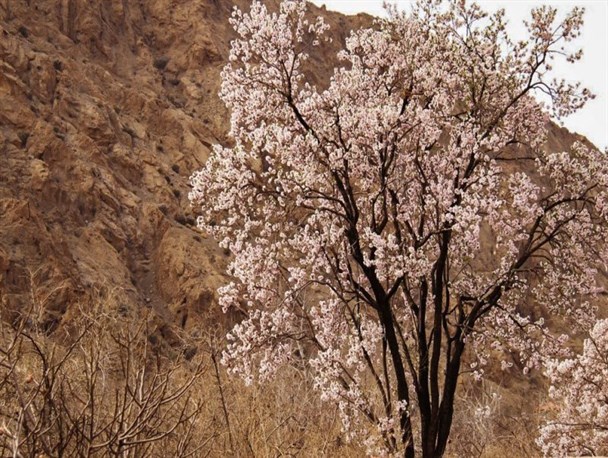 گلدهی زودهنگام درختان و خطر سرمازدگی در شهرستان درمیان