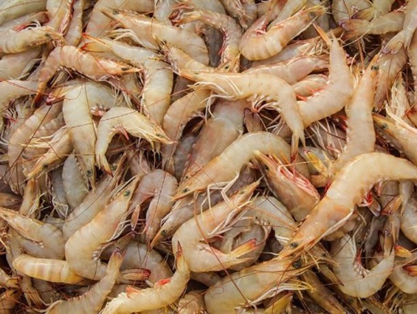 آغاز ساخت شهرک شیلاتی استان بوشهر