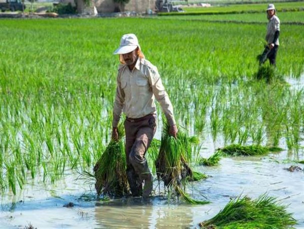 عدم حمایت از توسعه کشت برنج در استان زنجان/ خشک‌کاری برنج در استان زنجان ناموفق است