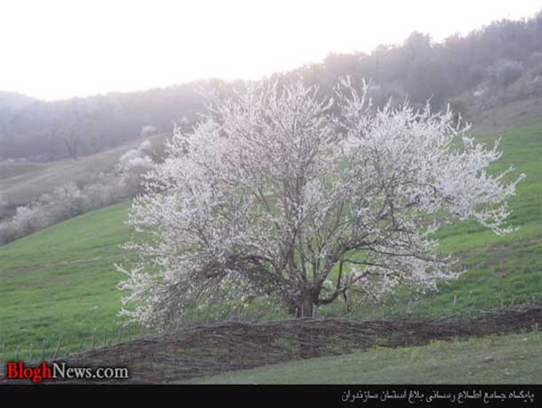 سنگ هم در مازندران سبز می شود / تصاویر