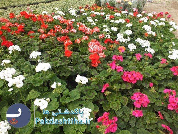 شهرستان پاکدشت با جاذبه های گردشگری فراوان