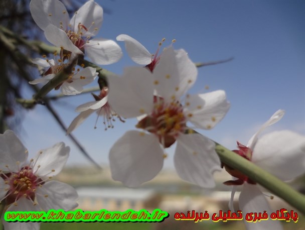 شکوفه زیبای درختچه های بادام در شهرستان لنده/تصاویر