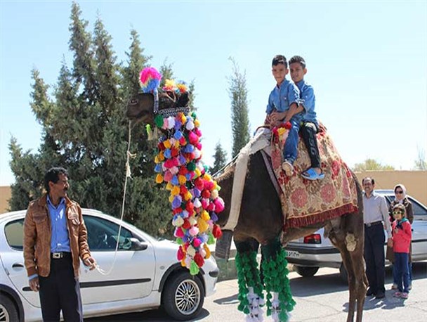 شتر سواری در کنار سرو ابرکوه در قاب دوربین
