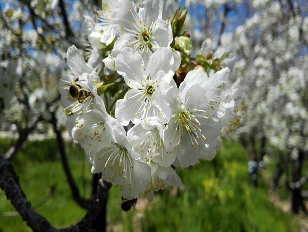 شکوفه های بهاری باغ گیلاس در محلات+تصاویر
