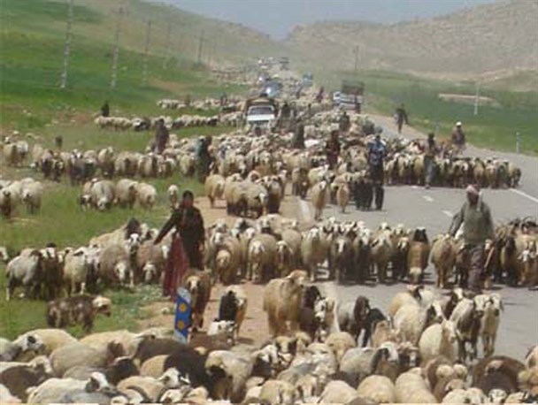 کوچ عشایر به بروجرد زودتر از موعد انجام شده است