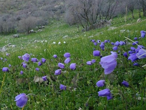 پوشش قبای مخملین سبز بهار بر دامنه های گیلانغرب