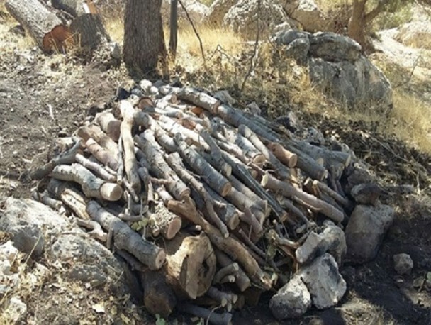 کشف 800کیلوگرم ذغال از متخلفین در سال گذشته