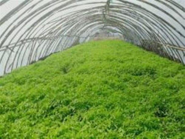 کاشت نشای محصول گوجه فرنگی در ۸۰۰ هکتار از زمینهای زراعی شهرستان طارم آغاز شد