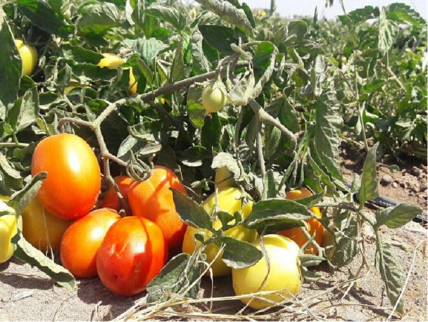 گوجه هایی که مفت هم نمی خرند/کاش وزیر کشاورزی یکبار هم به جنوب کرمان سفرمی کرد