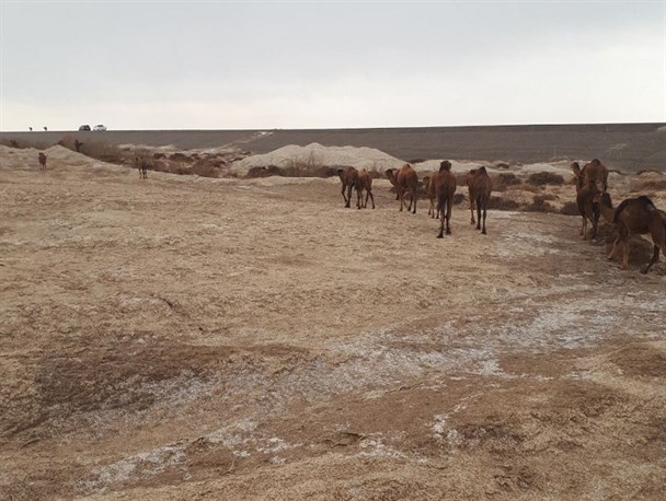 بیرون راندن کاروان 400 نفره شتر از بستر تالاب هامون