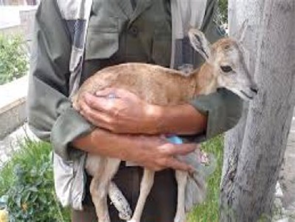 نجات یک راس بره وحش از چنگ عقاب در روستای لانو سربیشه
