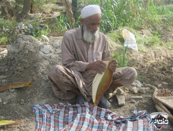 گرده‌افشانی نخیلات شهرستان خاش