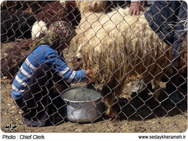 عکس/ یک روز با عشایر