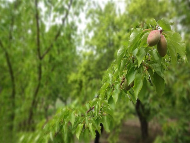 بهار در باغ‌های شهرستان جغتای