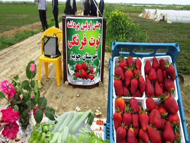 جشن اولین برداشت توت‌فرنگی در جویبار +تصاویر