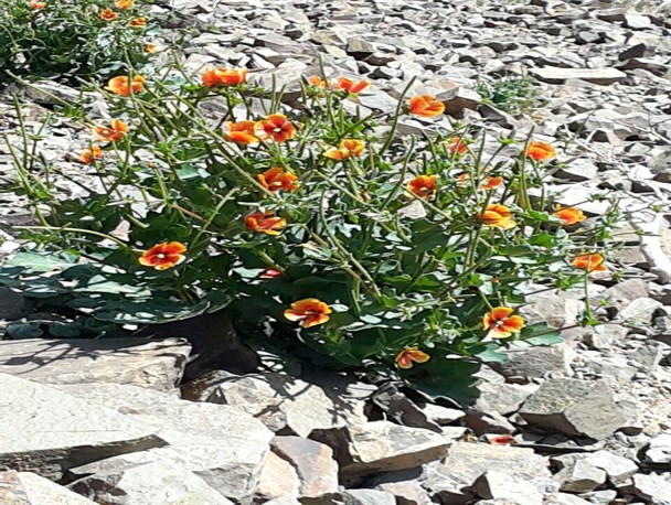 طبیعت روستای میانکوه در قاب تصویر
