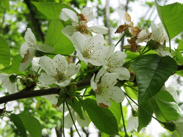 هنرنمایی بی نظیر بهار در طبیعت اراک + تصاویر