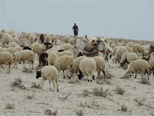 کمبود بیش از یک میلیون هزار تن علوفه تهدید جدید برای دامداران سیستانی/ باز هم پای دلالان در میان است