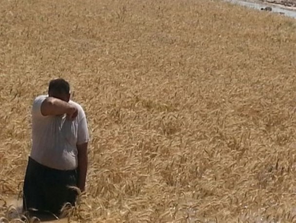 حمل محصولات کشاورزی جنوب سیستان وبلوچستان در هاله ای از ابهام!/مدیرکل راهداری و حمل و نقل جاده ای: هیچ گونه مشکلی در تامین کامیون وجود ندارد
