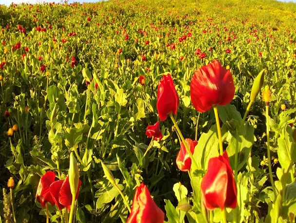 طبیعت بهاری روستای قوردانلوی خراسان شمالی / رودخانه اترک نگین روستا