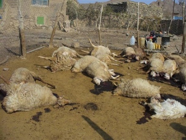 ۵۰۰ دام سبک در روستای بک پولاد رازوجرگلان تلف شد