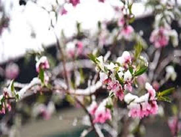 سرما به 70 درصد محصولات باغی خلخال خسارت زد