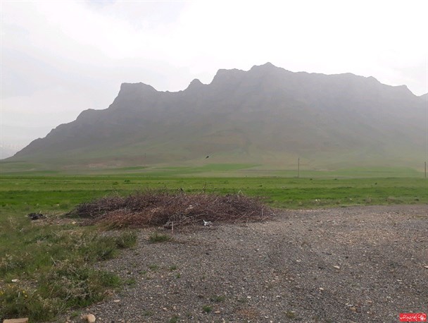 طبیعت بهاری شازند
