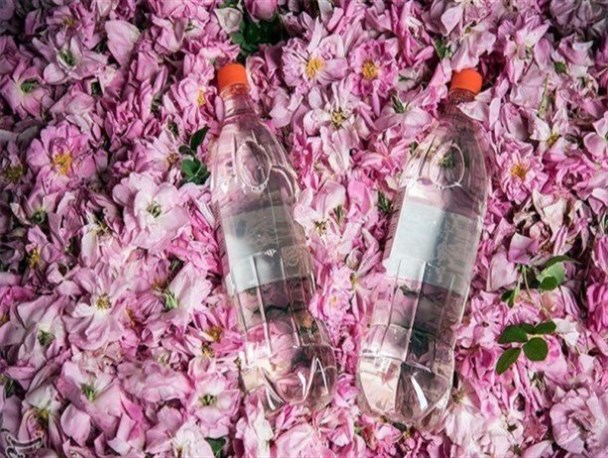 لاله‌زار صورتی‌تر از همیشه؛ بوی گل و عطر گلاب/ از تولید معجون تا رایحه درمانی