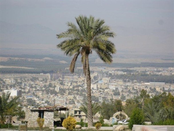 خشکسالی و سرمازدگی چالش کشاورزان جهرمی است