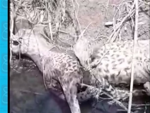 پیدا شدن لاشه پلنگ این‌بار در جویبار/ اصل ماجرا چیست؟