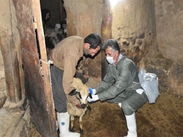از ابتدای سالجاری بیش از ۱۵۰ هزار دام استان کرمانشاه علیه تب مالت واکسینه شدند