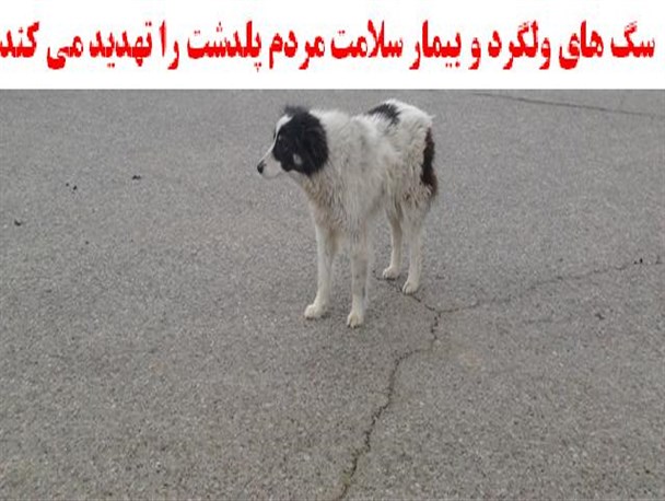 بازی سگ‌های ولگرد با سلامت شهروندان در پلدشت