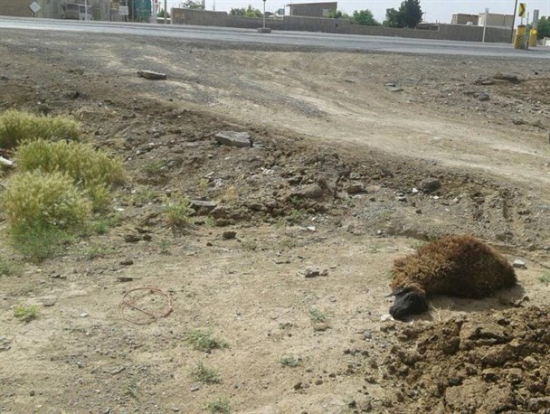 رها کردن لاشه های دام مبتلا به تب برفکی در بیابان/ مهار بیماری به همکاری دامداران نیاز دارد+عکس