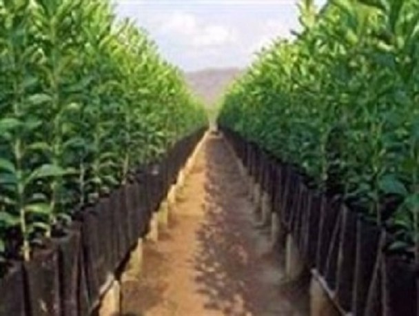 خبر تکمیلی و مستند در مورد 11 هزار اصله نهال اختصاص داده شده به منطقه آزاد قشم